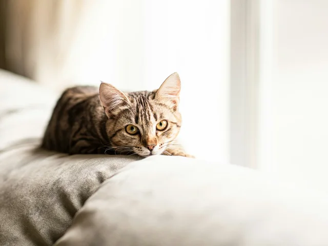 Кошка на диване у окна в естественном свете